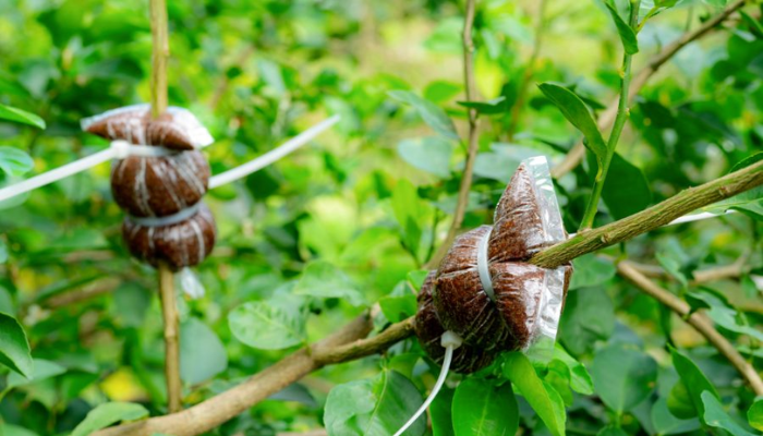 Có hai phương pháp chính để nhân giống cây lộc vừng: Ươm mầm từ hạt cây hoặc chiết cành