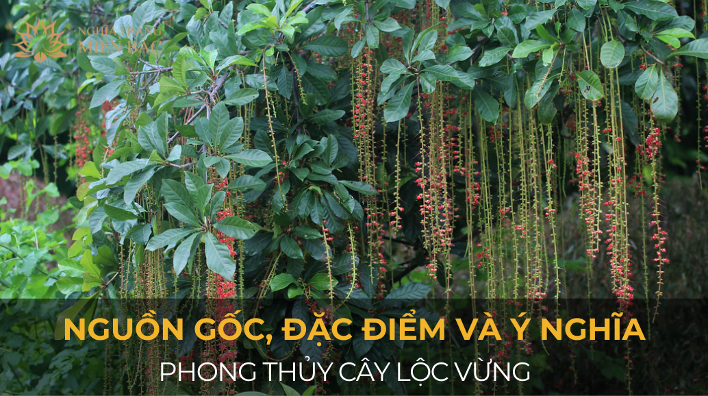 Nguồn gốc, đặc điểm và ý nghĩa phong thủy cây lộc vừng