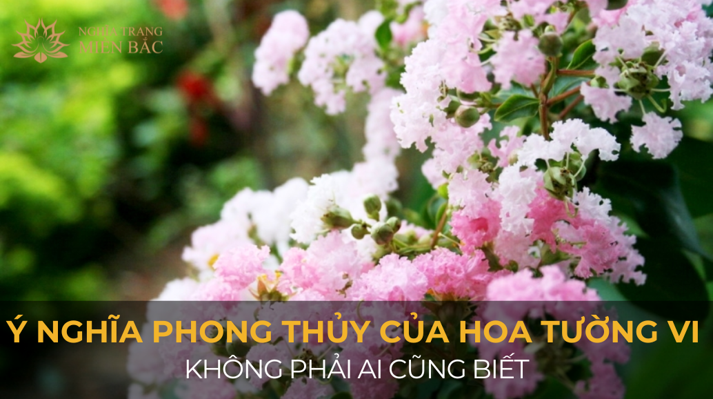 Ý nghĩa phong thủy của hoa tường vi không phải ai cũng biết